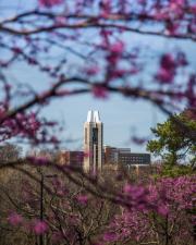 KU Campanile Bell Tower through screen of budding trees